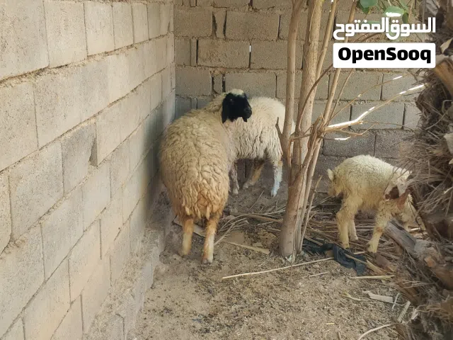 نعجة ام ثاني بطن