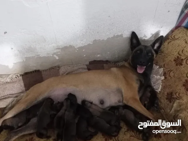 جراو مالينو بلجم العمر 16 يوم للبيع
