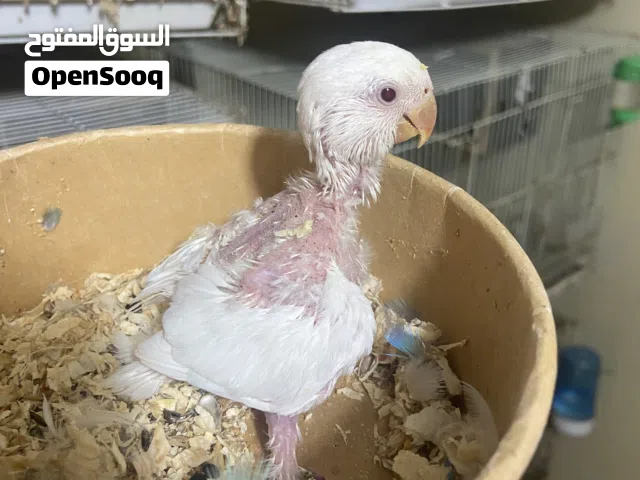 فرخ روز البينو