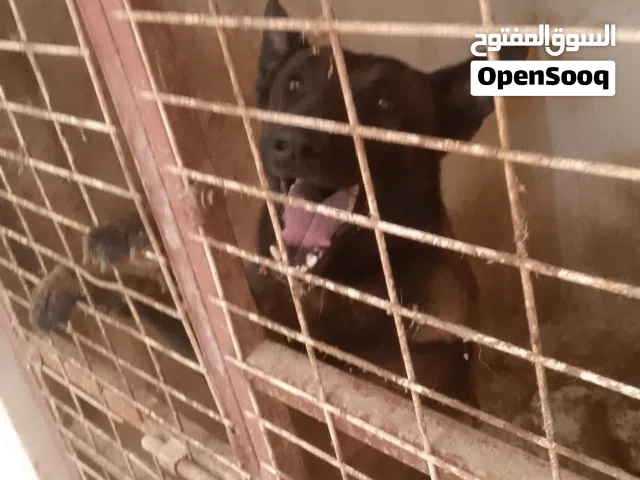 ملينوا كسبه ربي يبارك دكر وانتى الربيع
