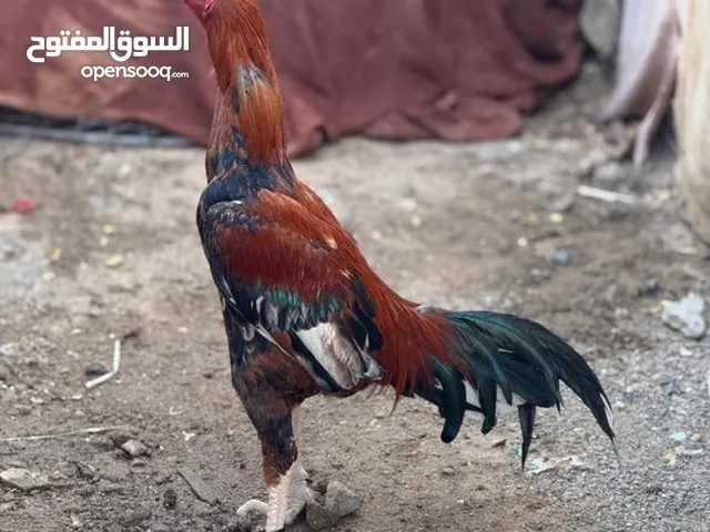 مطلوب ديك و دجاج باكستاني I buy Pakistani chicken