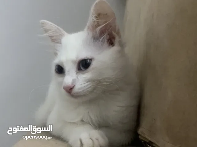 قط ابيض للتبني مجانا