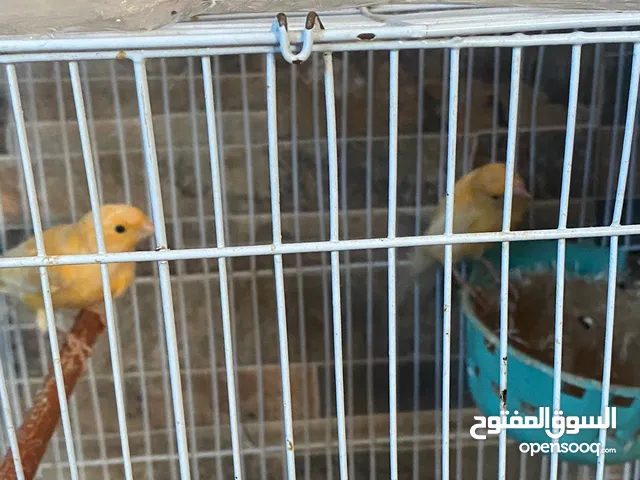 جوزين كنار ما شاء الله