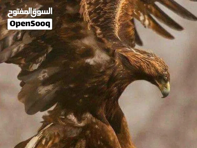 مطلوب طيور جارحه للبيع
