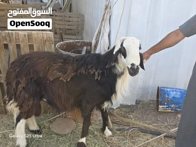 كبش هجين سوداني نجدي فل سمنه عمر 3سنوات