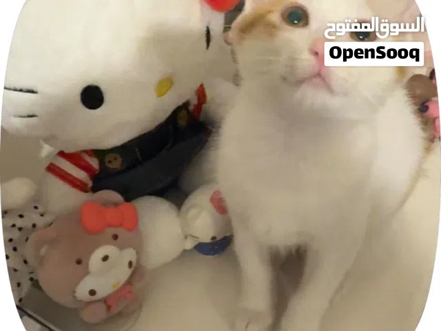 قط للتبني قط تبني