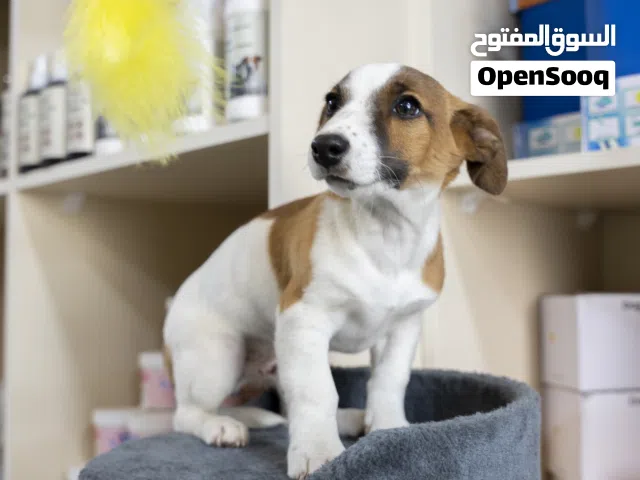 جاك راسيل ...رائع ...مع جميع المطاعيم اللازمه وجرعه الدود ومايكروشيب