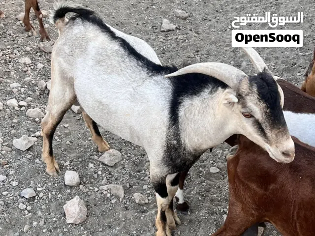 تيس صلالي غزالي اطم