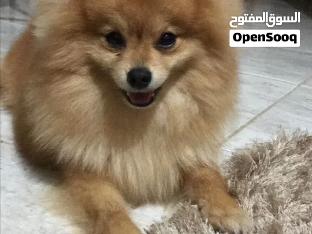 ابحث عن كلب التبني لاكن م يكون مال شارع