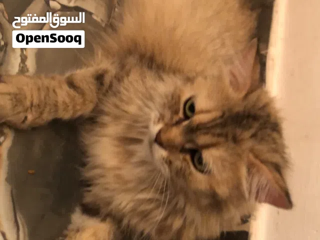 قطط للبيع صغار وكبار