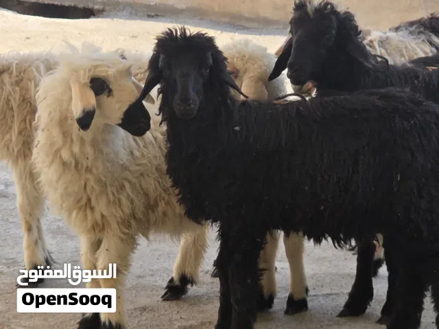 للبيع كبشان 2 حملات 4 حلال طيب ماشاء الله