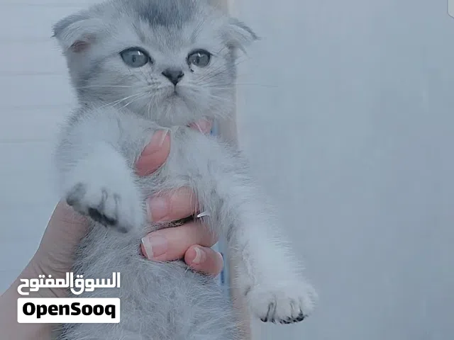 قطه سكوتش فولد سلفر