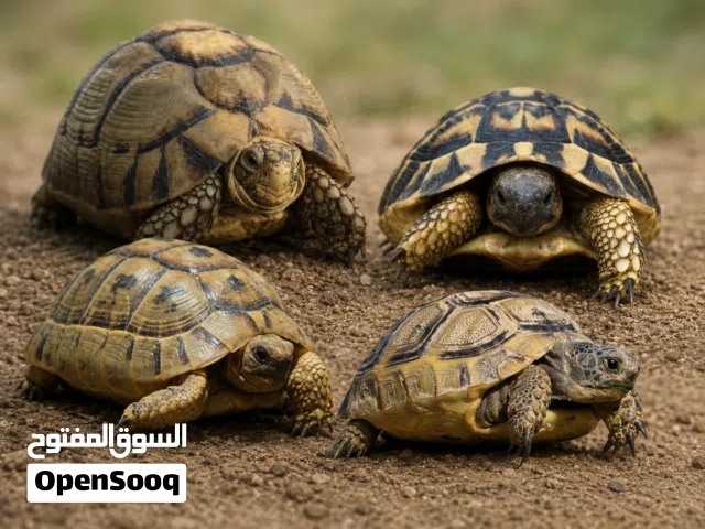 سلاحف بريه يونانيه