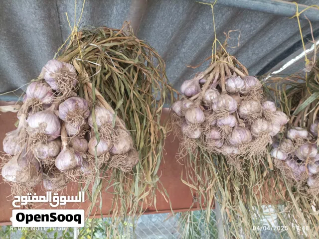 بيع ثوم عماني