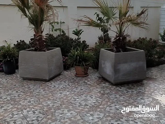شجر واشنطونيا