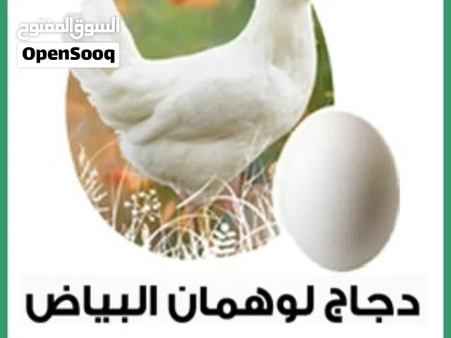 يتوفر دواجن و ديكا لوهمان اصلية مستورده