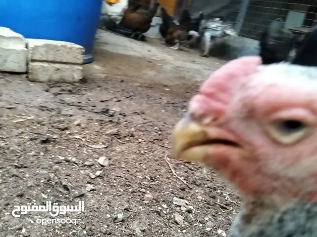 متاح جاج بلدي +فرخ الماني + صوص بلدي