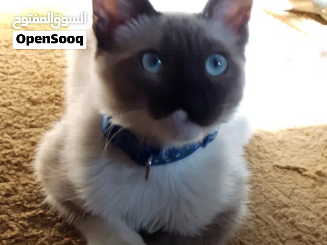 قط سيامي راغدول