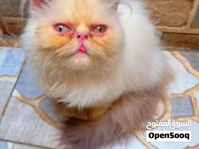 دكر شيرازي بيكي فيـس العمر:4شهور متتعود على لتر بوكس