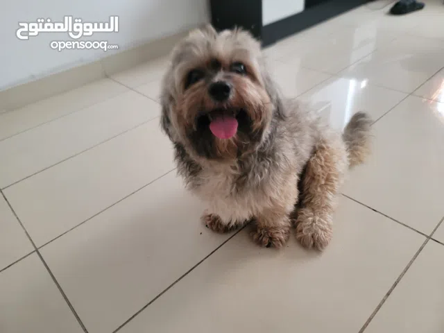 Malshi dog for adoption