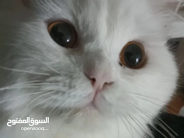 ذكر شيرازي معقم مع اغراضه و أكله