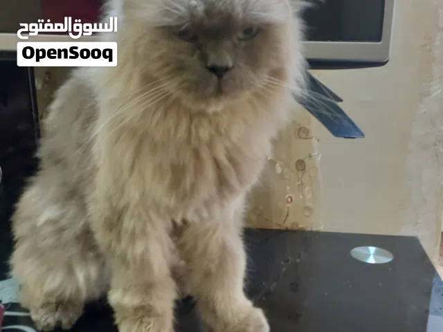 قط هملايا  جميل جداا
