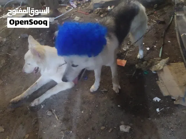 كلاب هاسكي