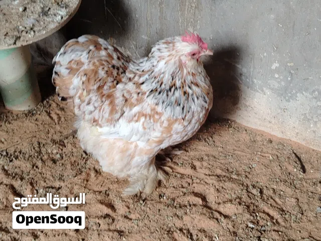 دجاج استرالي درجه أوله مشاء الله وقفه وتكركيبه الله ايبارك دجاجات. وفروج معهم دجاجه عربيه احضان غليض
