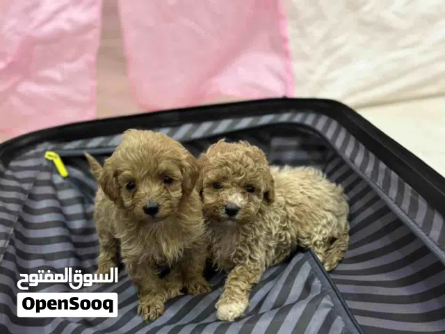 Top quality Maltipoo puppies