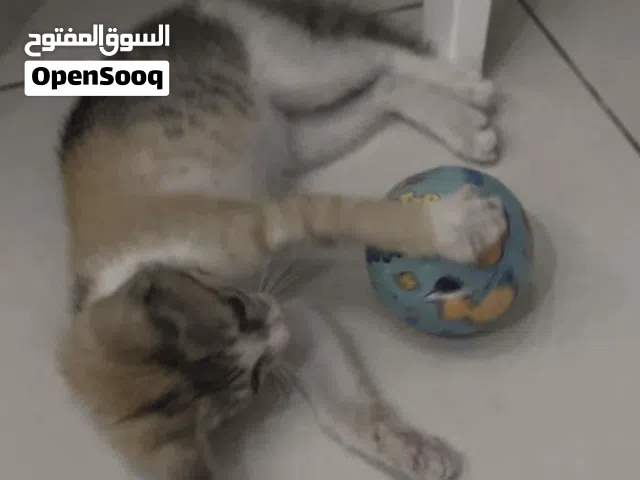 قطة صغيرة لتبني
