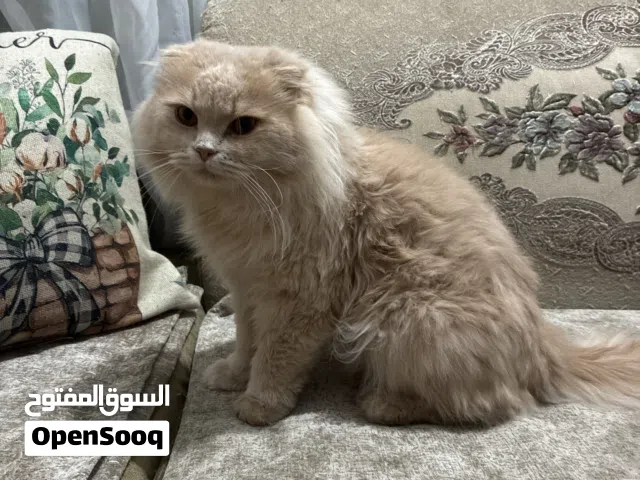 قطط للبيع ولادين وبنت