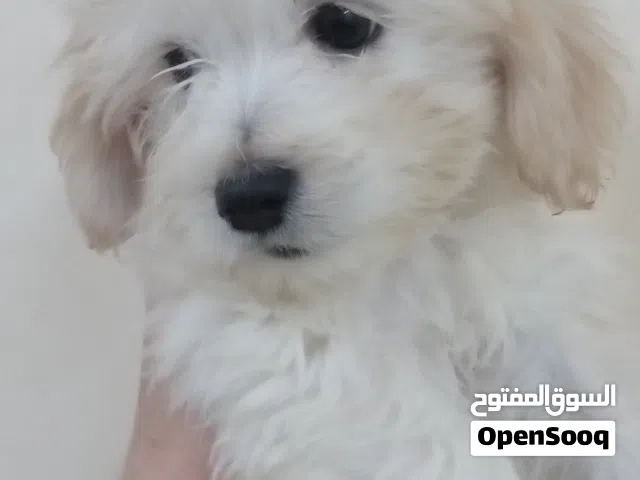 Maltese puppy for sale