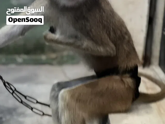 قرد انثى العمر سنه