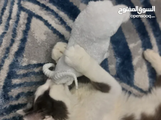قط للتبني لطيف جدا وهادئ