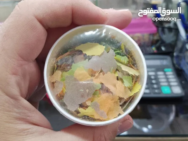 أكل سمك مكونات طبيعية ايطالي
