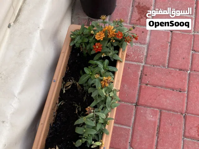 Professional Gardener