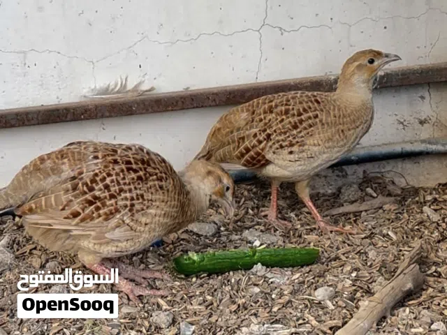 للبيع مجموعة ازواج صفارد باكستاني