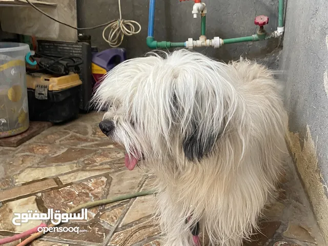 جلب زينه للبيع