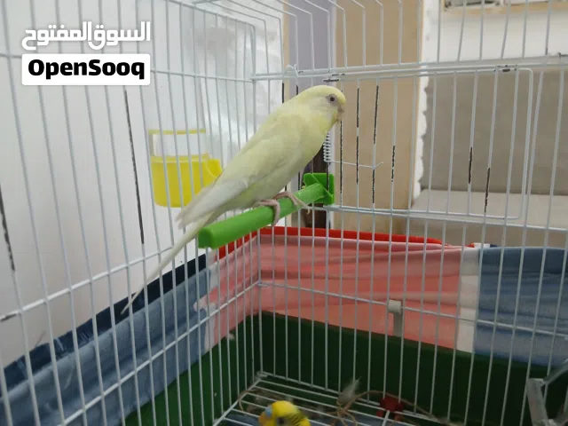 كوبيه بقلينو
