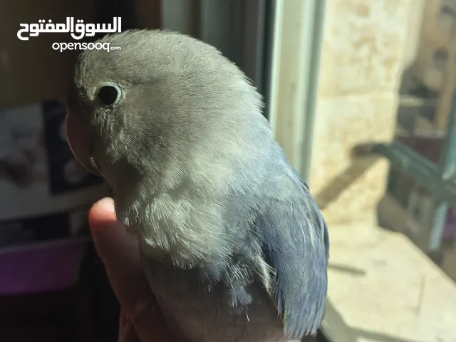 طير روز اليف بنسبة 85% بسعر حرق