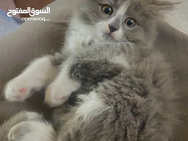 لونا النوع شيرازي هملايا انثى عمر شهرين