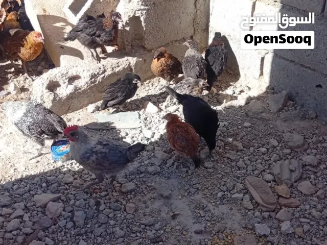 حبش انثى عدد 2 ع عشره الوحده فرخات دجاج  عدد30ع الوحده ع دينار ونصف