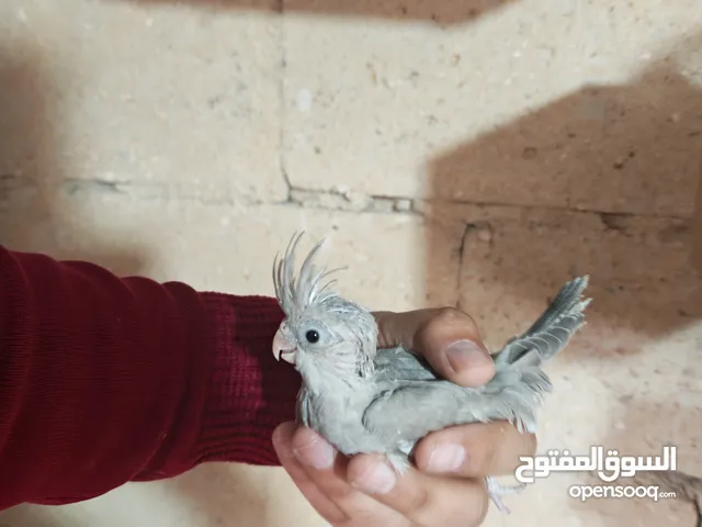 فراخ كوكتيل للزق اليدوي