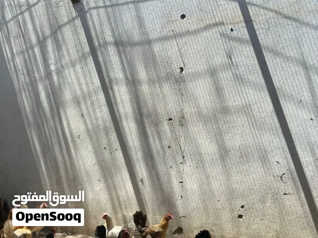 دجاج بياض للبيع بسعر ثلاثه ريال