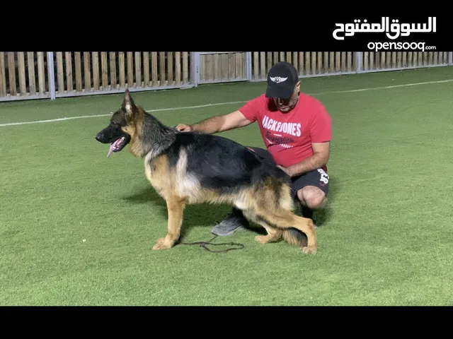 جيرمن جميل وسلاله ابطال عالم