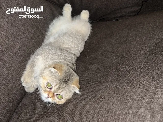 Scottish fold (السكوتش فولد)