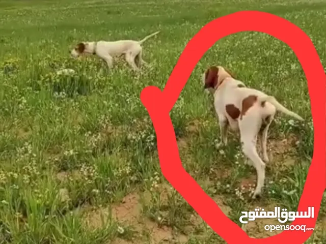 كلب صيد للبيع بوينتر انجليش
