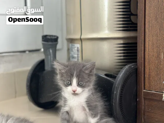 قط صغير مع امه