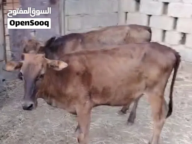 عجلات 3 محليات فرصه للتربيه جروزات سعر الكل 700 ريال