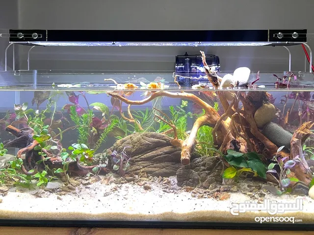 ışıklı ve filtreli boş akvaryum